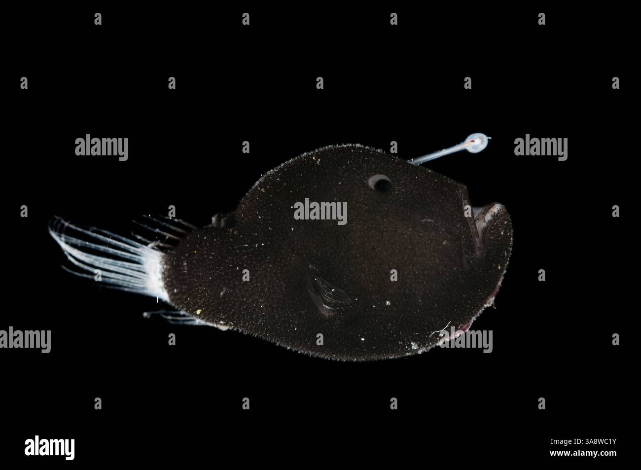 4 cm hi-res stock photography and images - Alamy