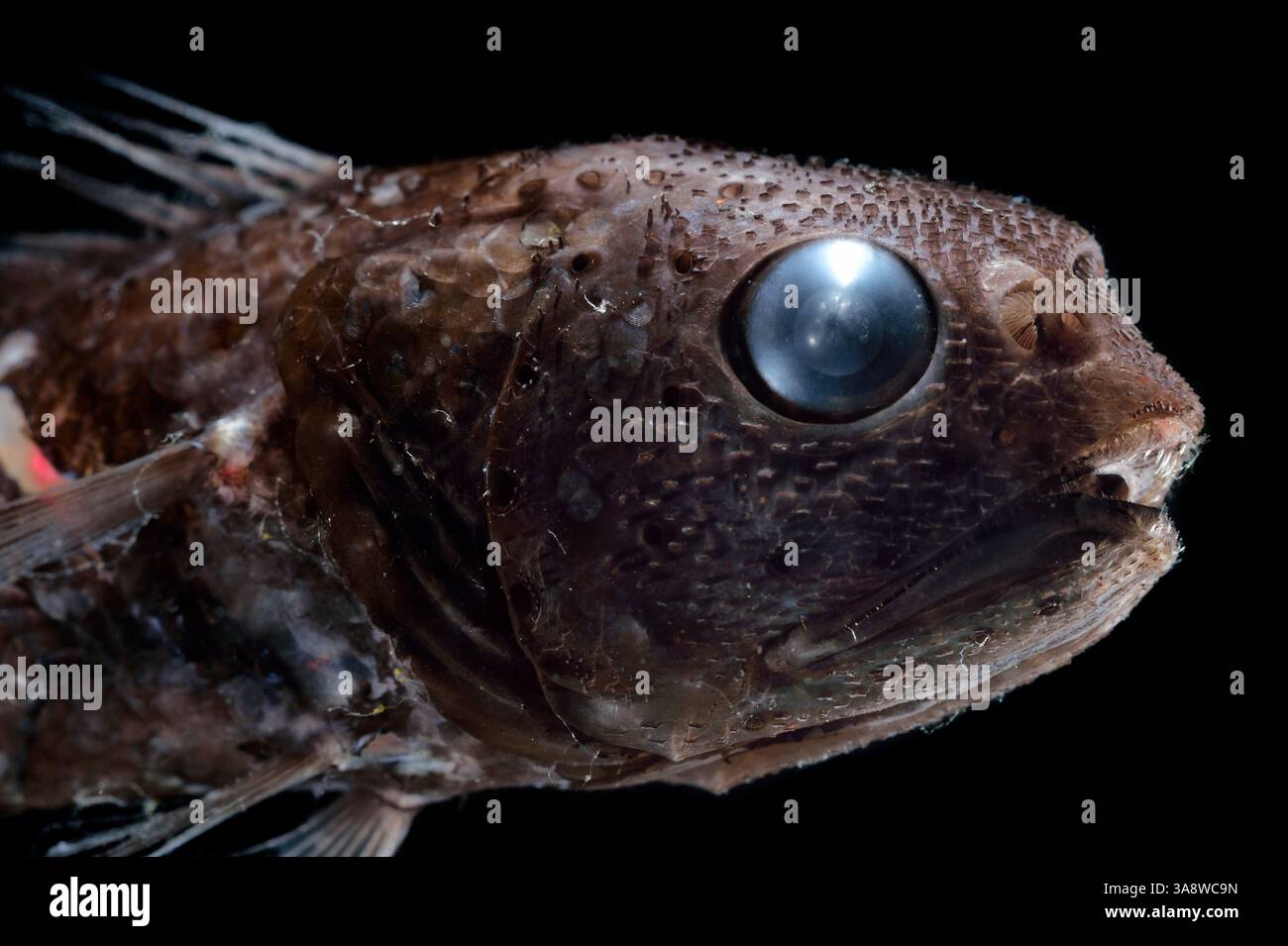 Abyssal plain sea hi-res stock photography and images - Alamy