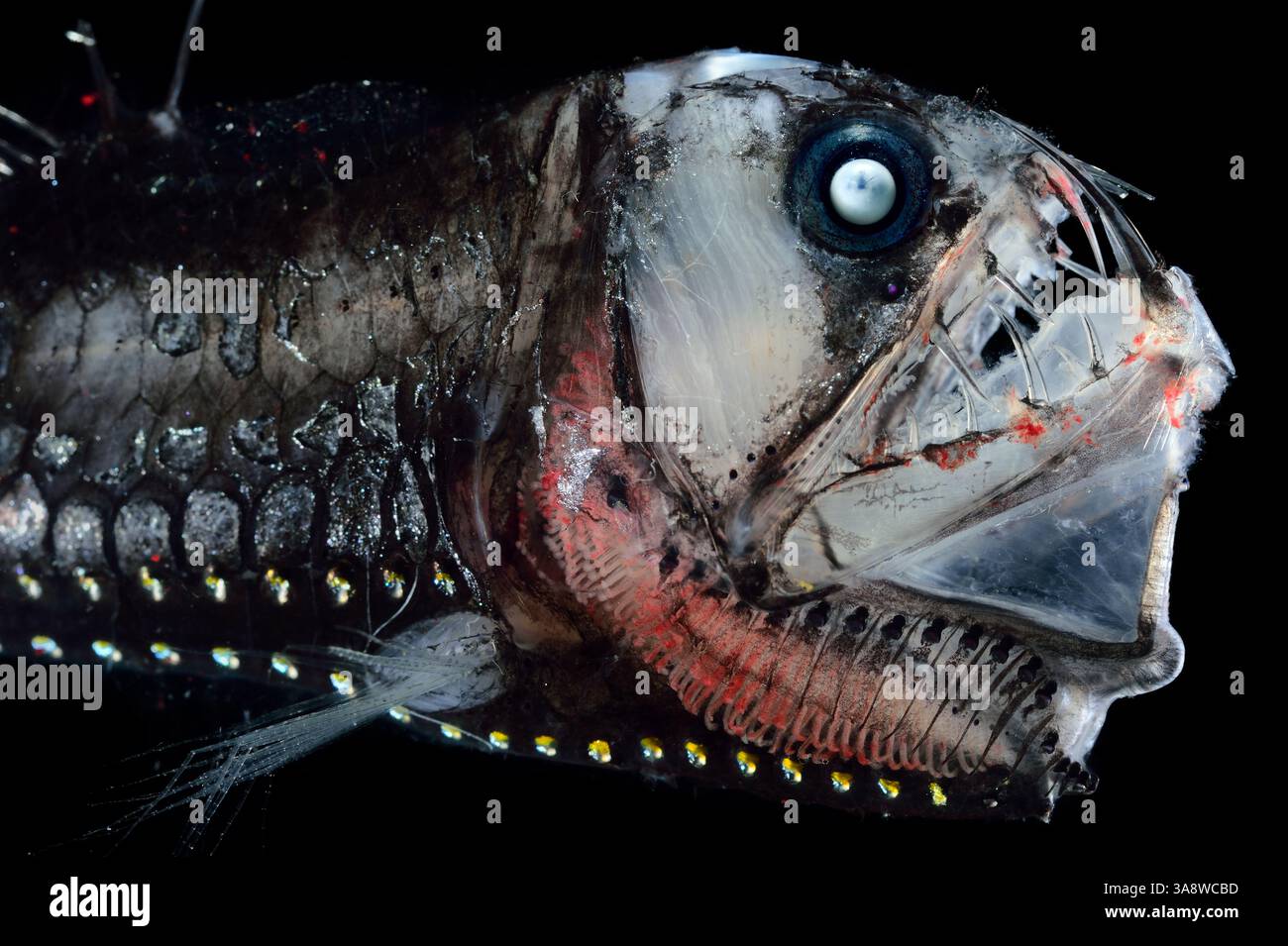 [captive] Deep Sea Viperfish (Chauliodus sloani), Deep Sea fish ...