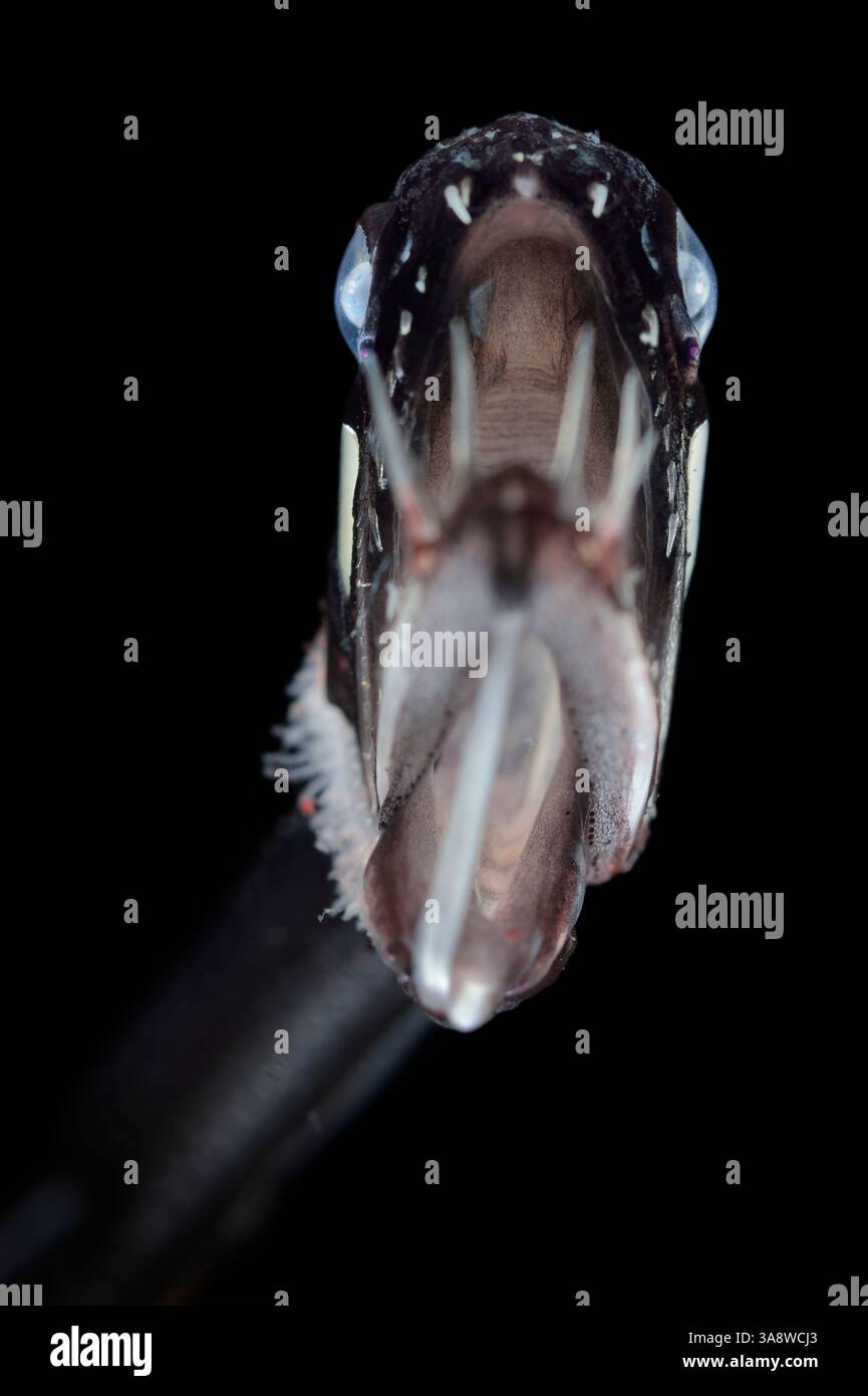 [captive] Loosejaw fish (Malacosteus niger) with a light organ beneath ...