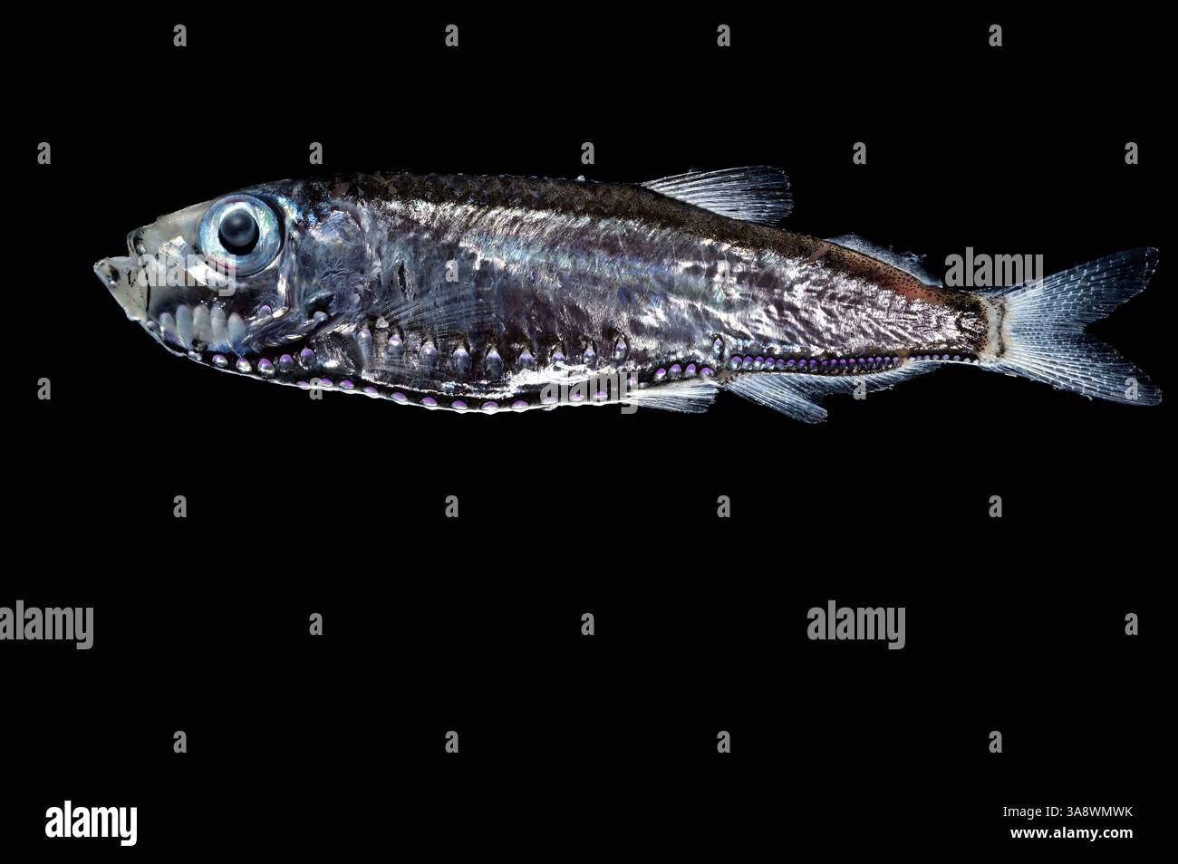 [captive] Maurolicus walvisensis, known as the Salmon Herring or Deep ...