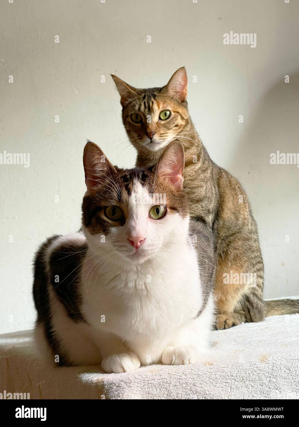 Adorable couple of cats. - Smartphone Captured Stock Image
