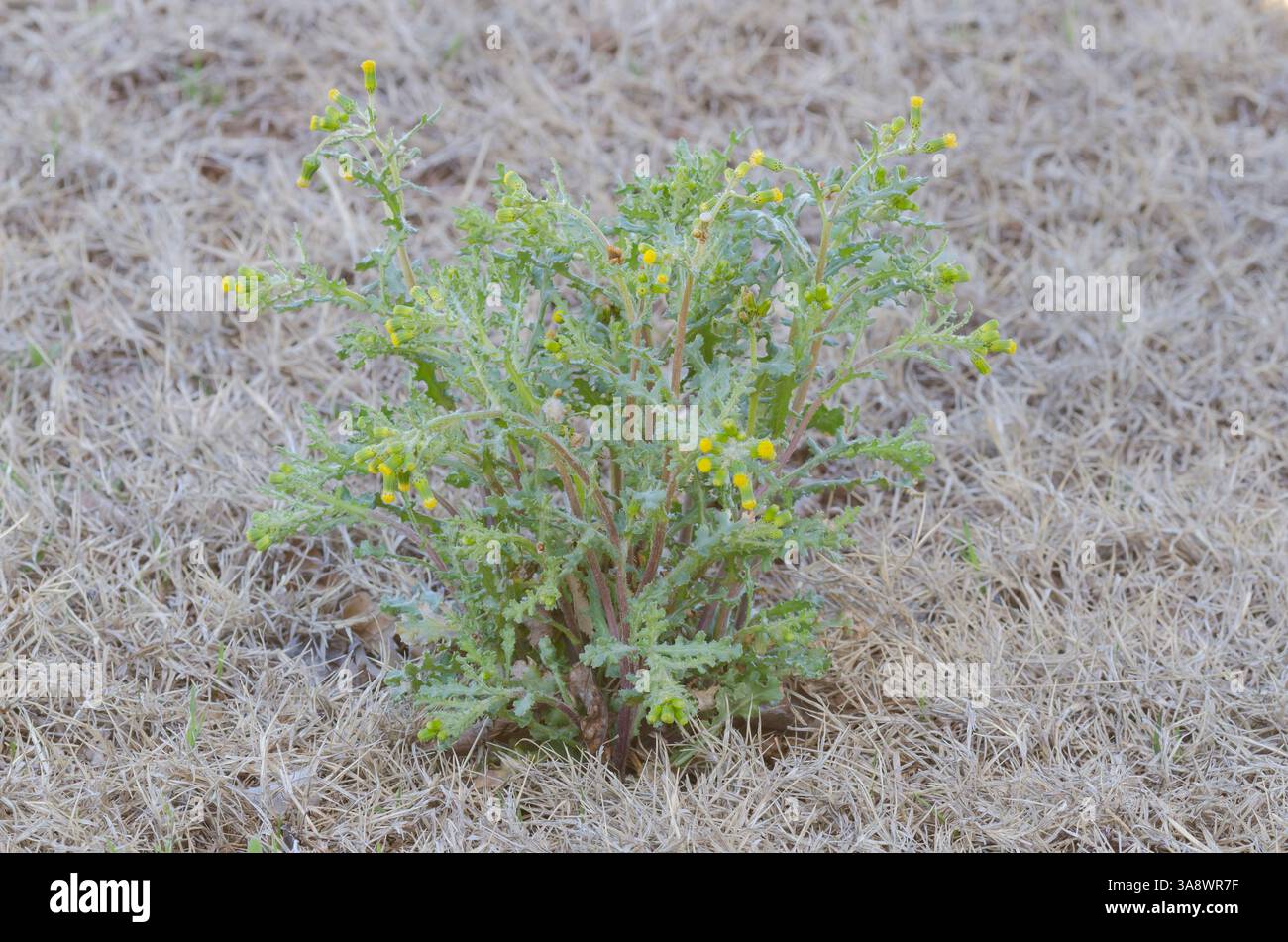 Common Groundsel, Senecio vulgaris Stock Photo - Alamy