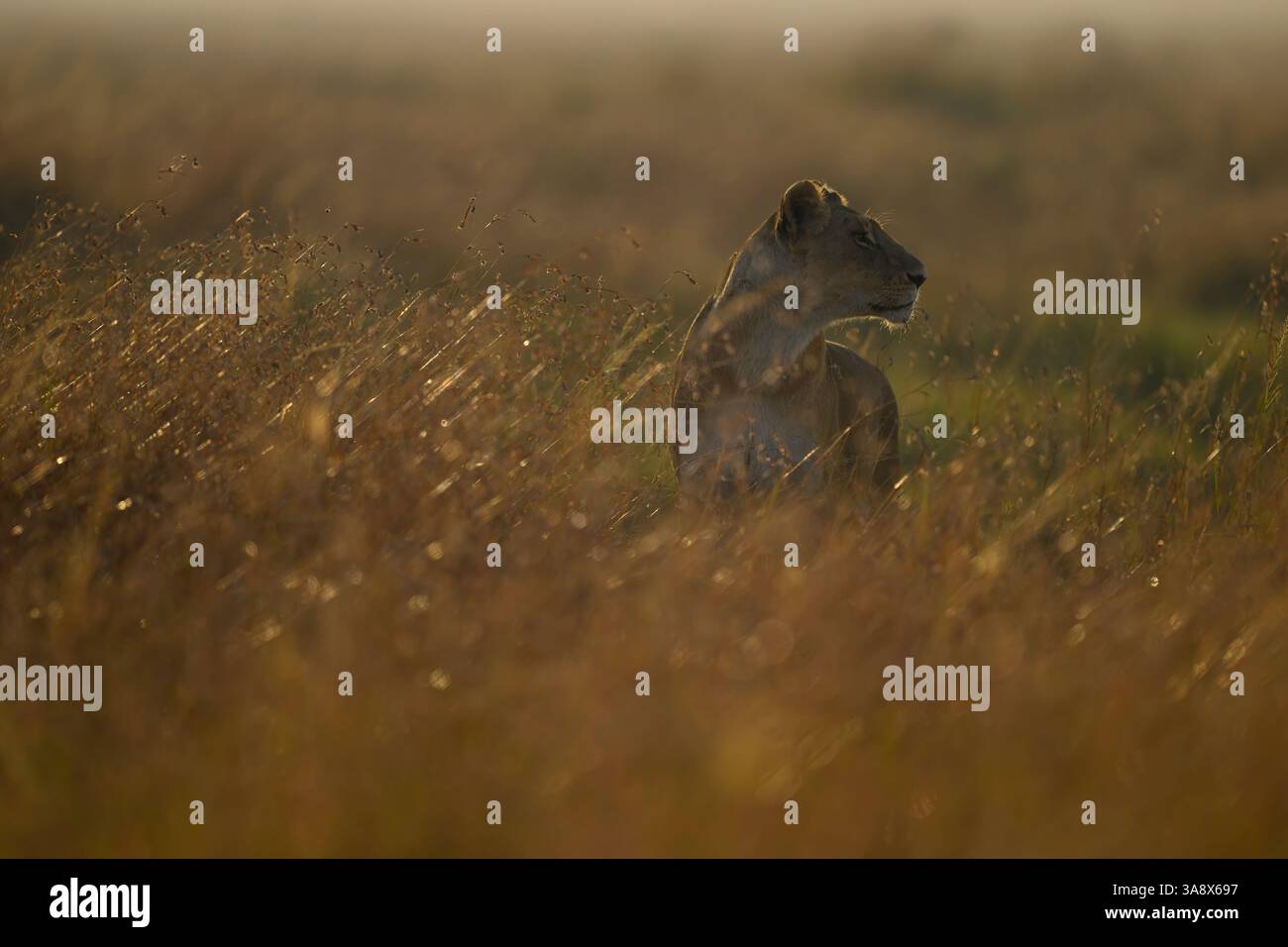 Lioness form the Rongai Lion Pride in the grassland of Masai Mara ...