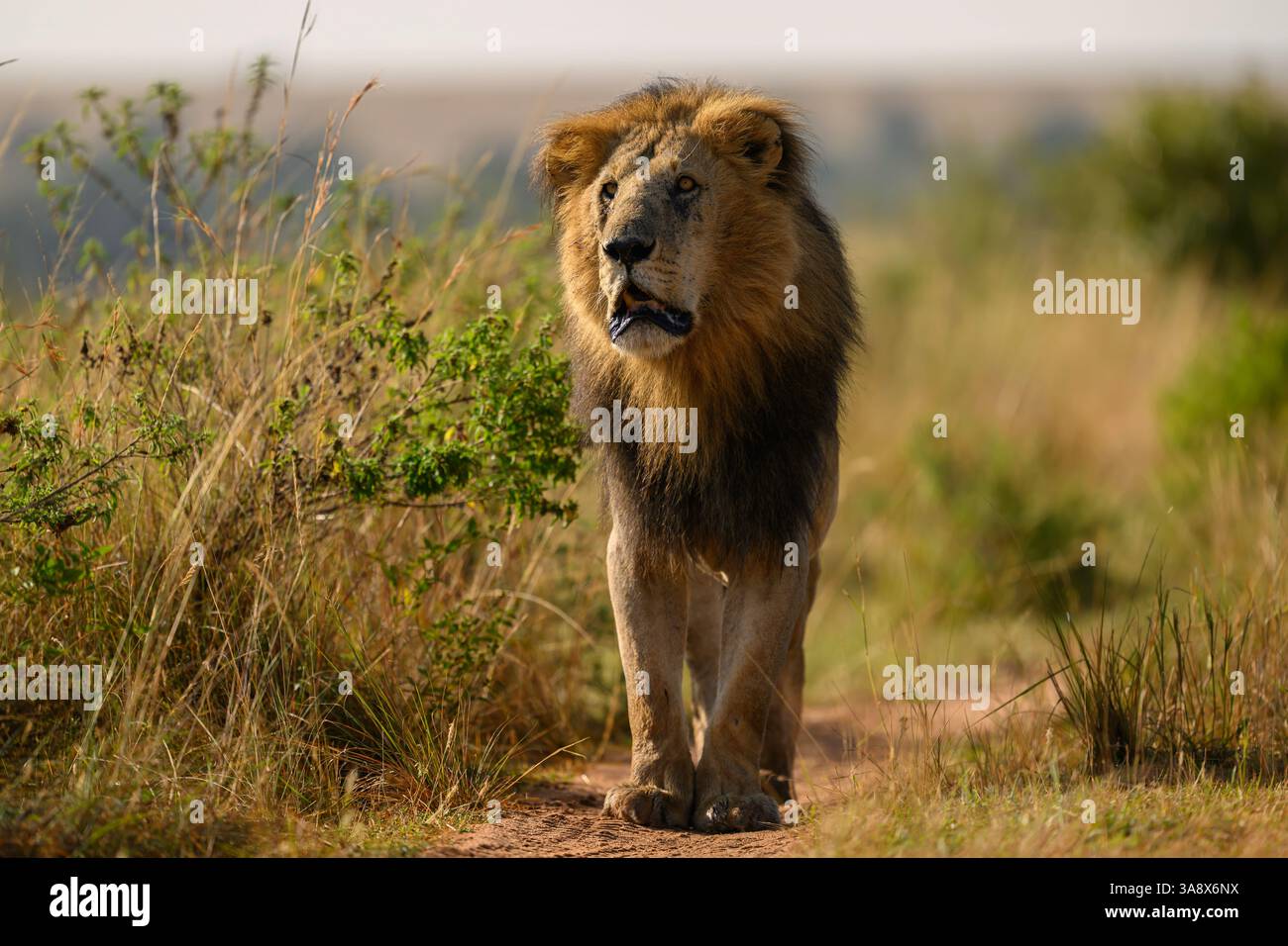 Kenya stock male lion hi-res stock photography and images - Alamy