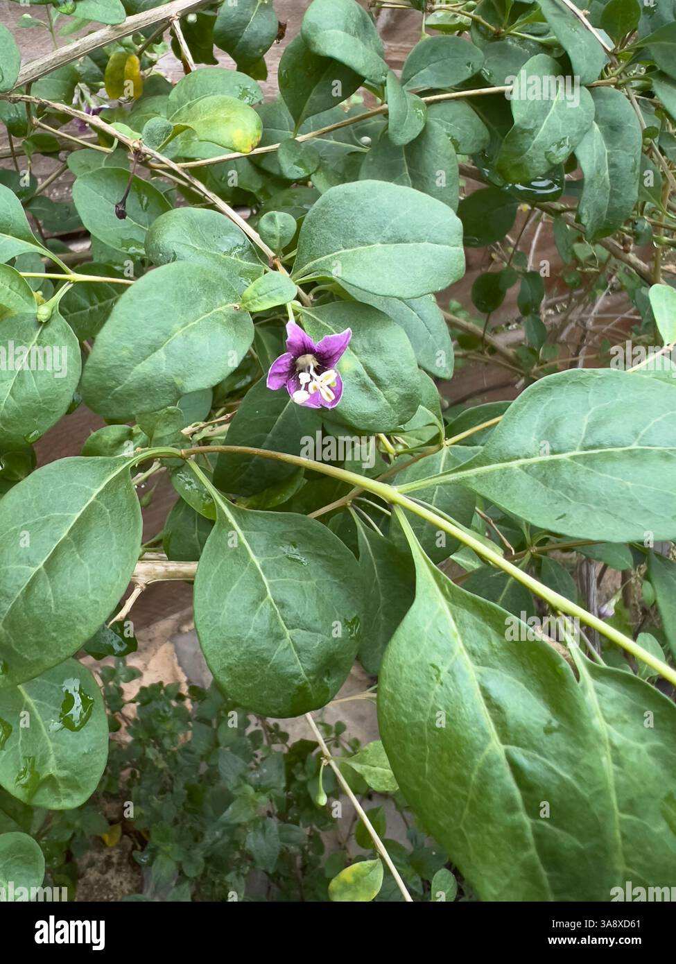 Lycium barbarum shrub branch close up Stock Photo