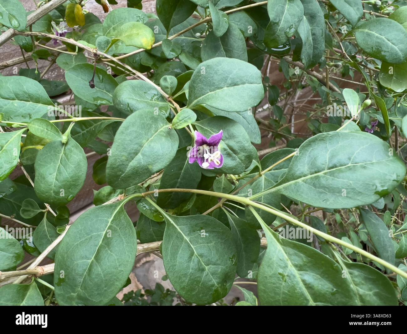 Lycium barbarum shrub branch close up Stock Photo