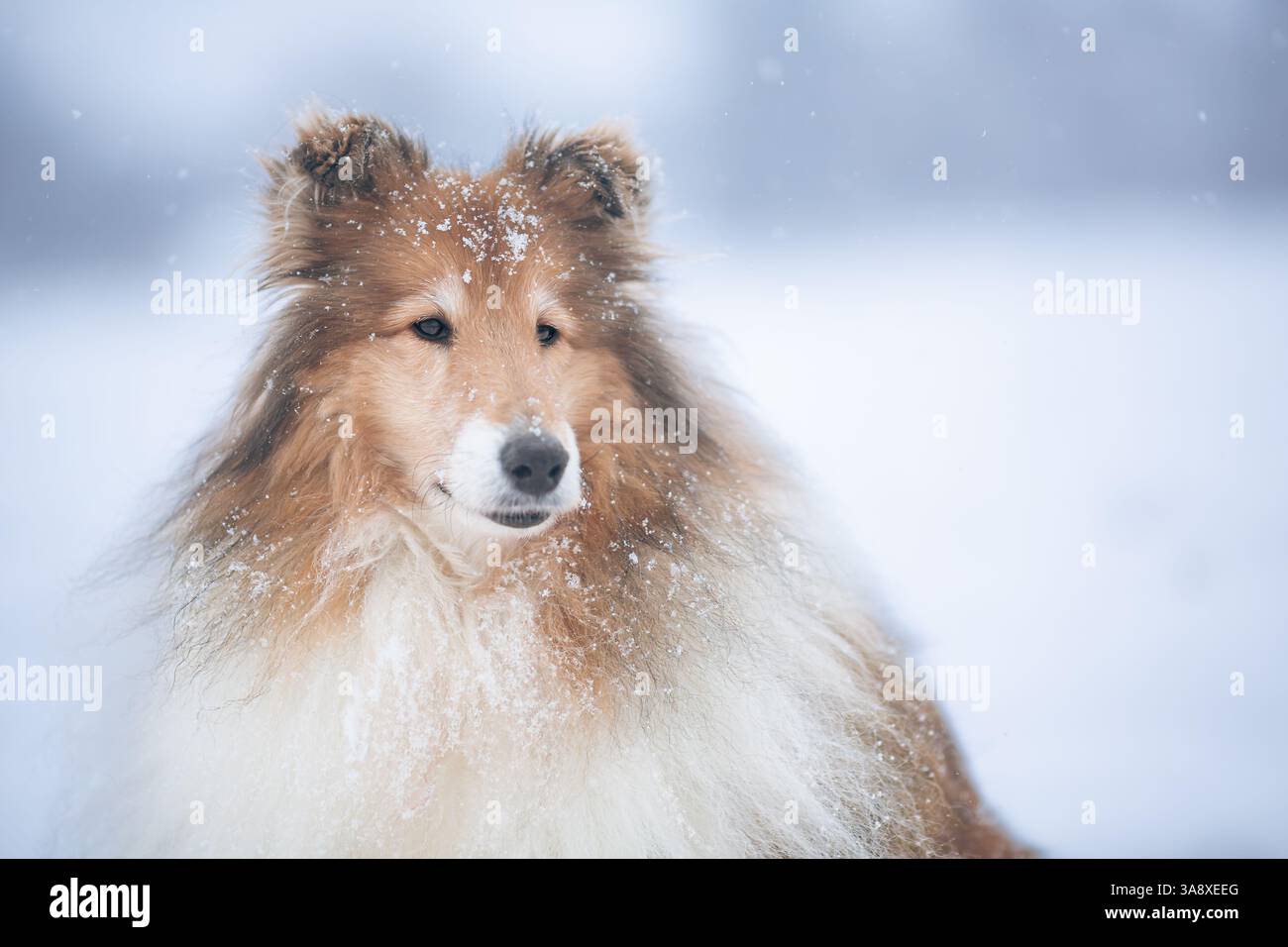 Long haired rough collie outside in winter snow Stock Photo