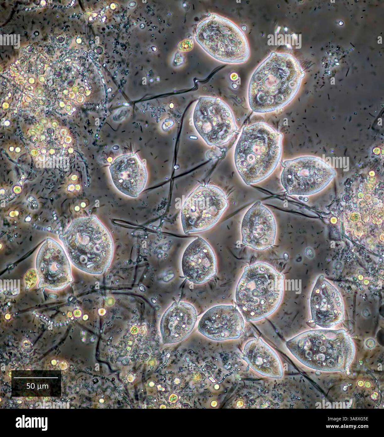 Bell-shaped ciliated from genus Vorticella photographed in a fresh ...