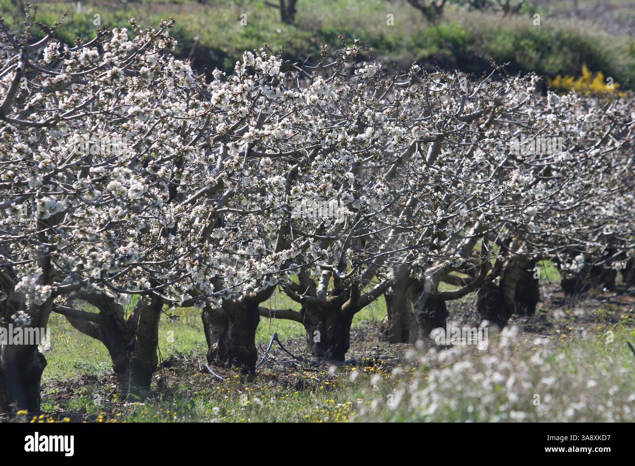Row of edible cherry trees in blossom in Catalonia near Tivissa in Spain Stock Photo