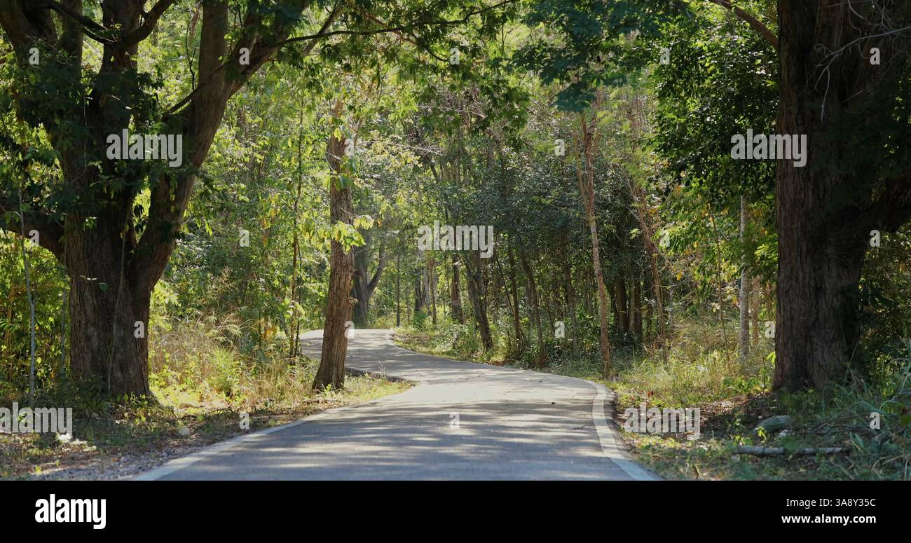 Curvy forest road winding through lush green trees in serene natural ...