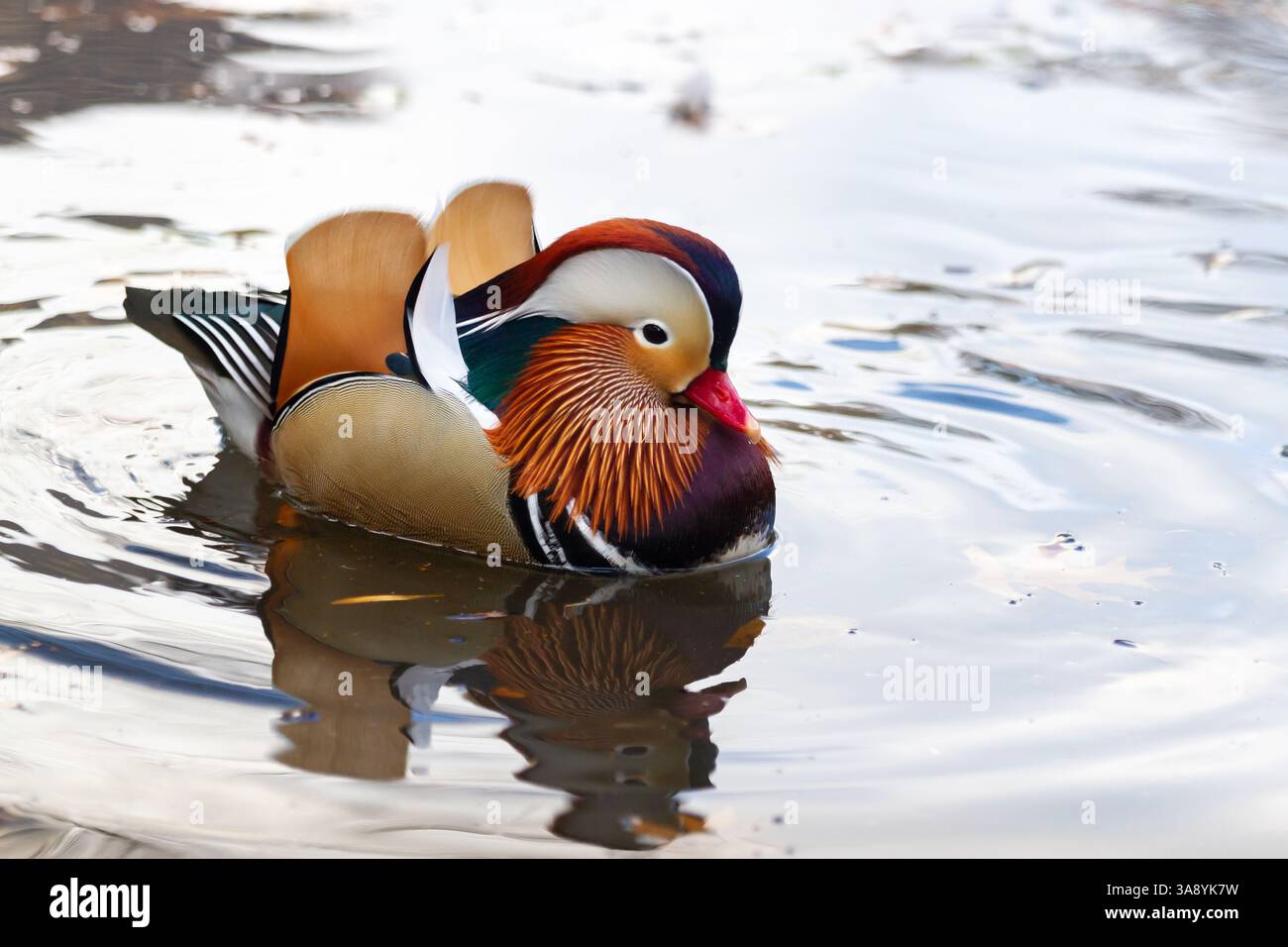 A brilliantly colored male mandarin duck glides across the water in ...