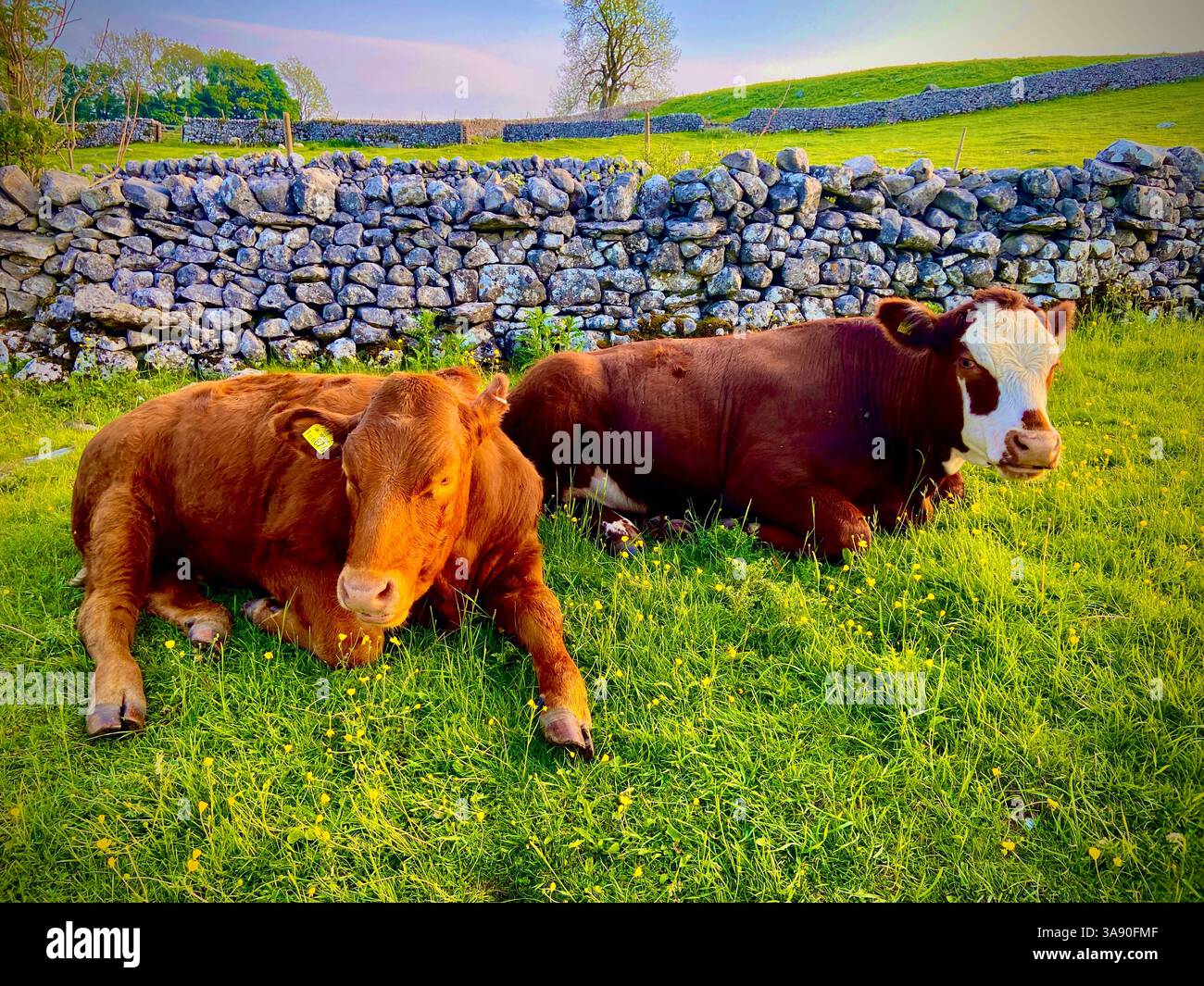 Calm cows dozing in peacefull green pastures - Smartphone Captured Stock Image