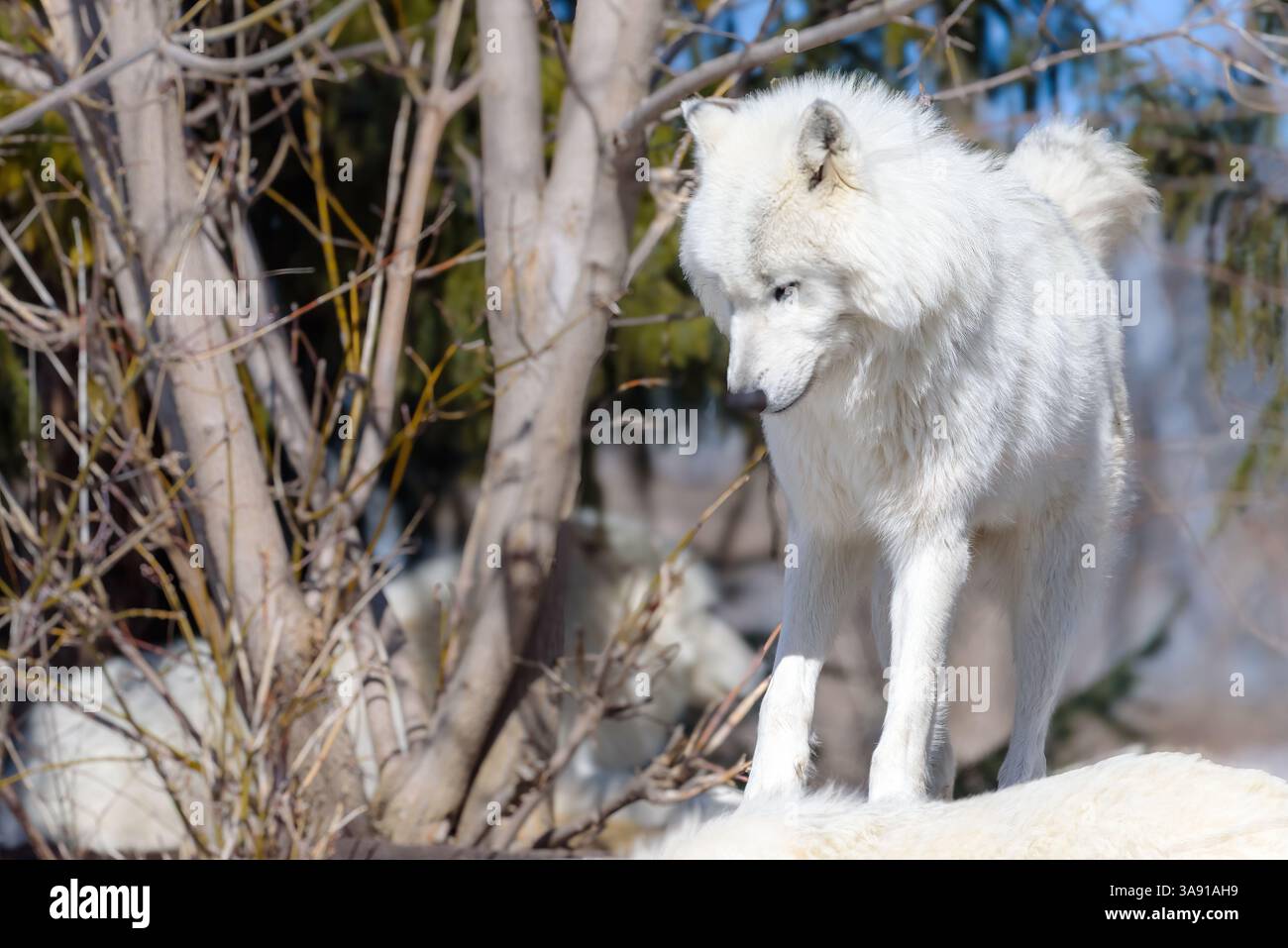 Artic wolf animal Stock Photo