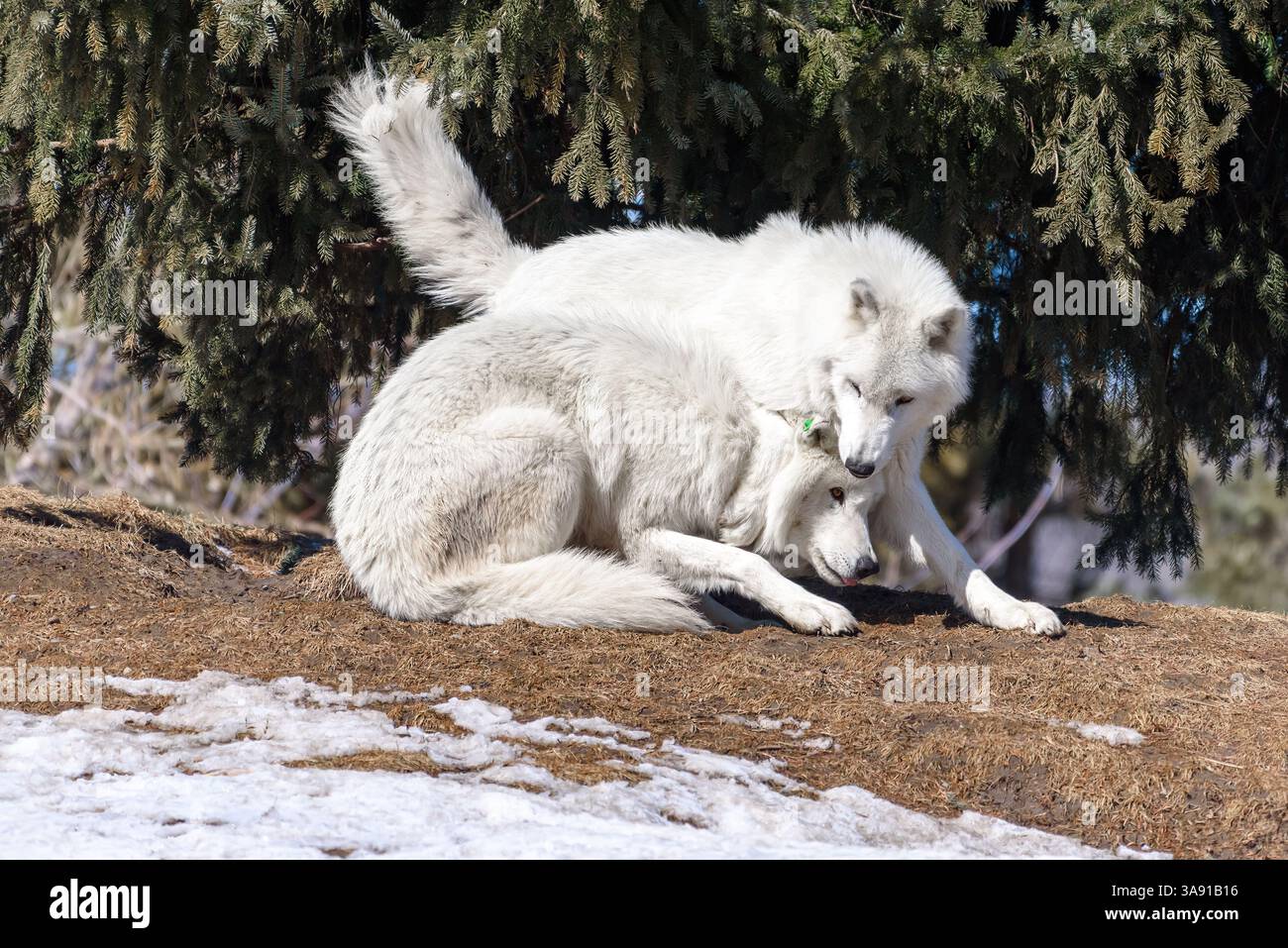 Artic wolf animal Stock Photo