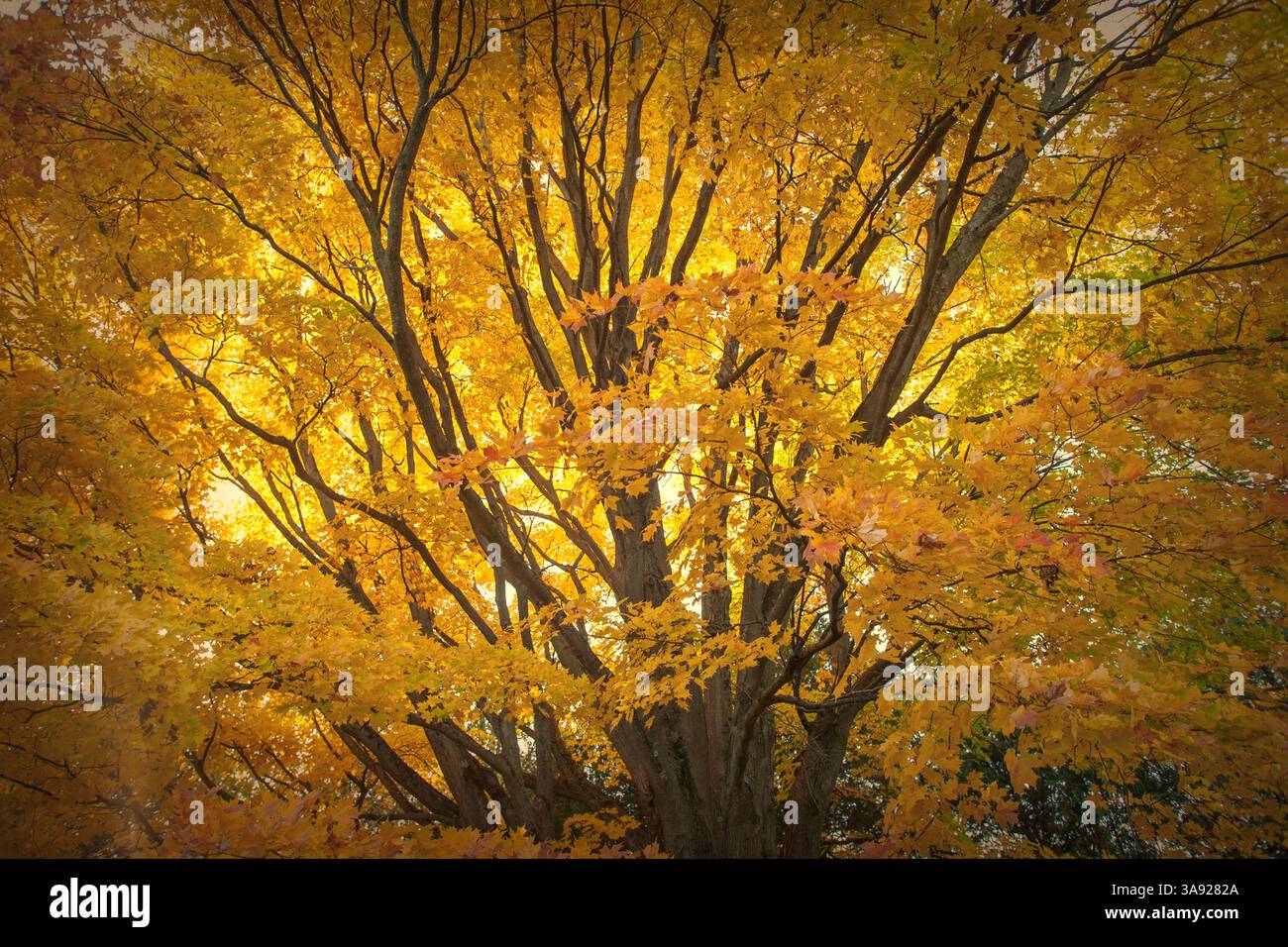 Autumn Sugar Maple in Vermont. Stock Photo