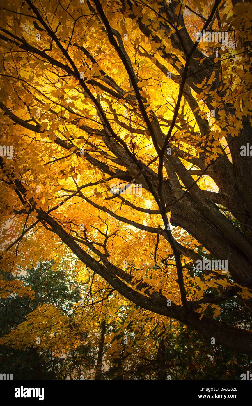 Autumn Sugar Maple In Vermont. Stock Photo