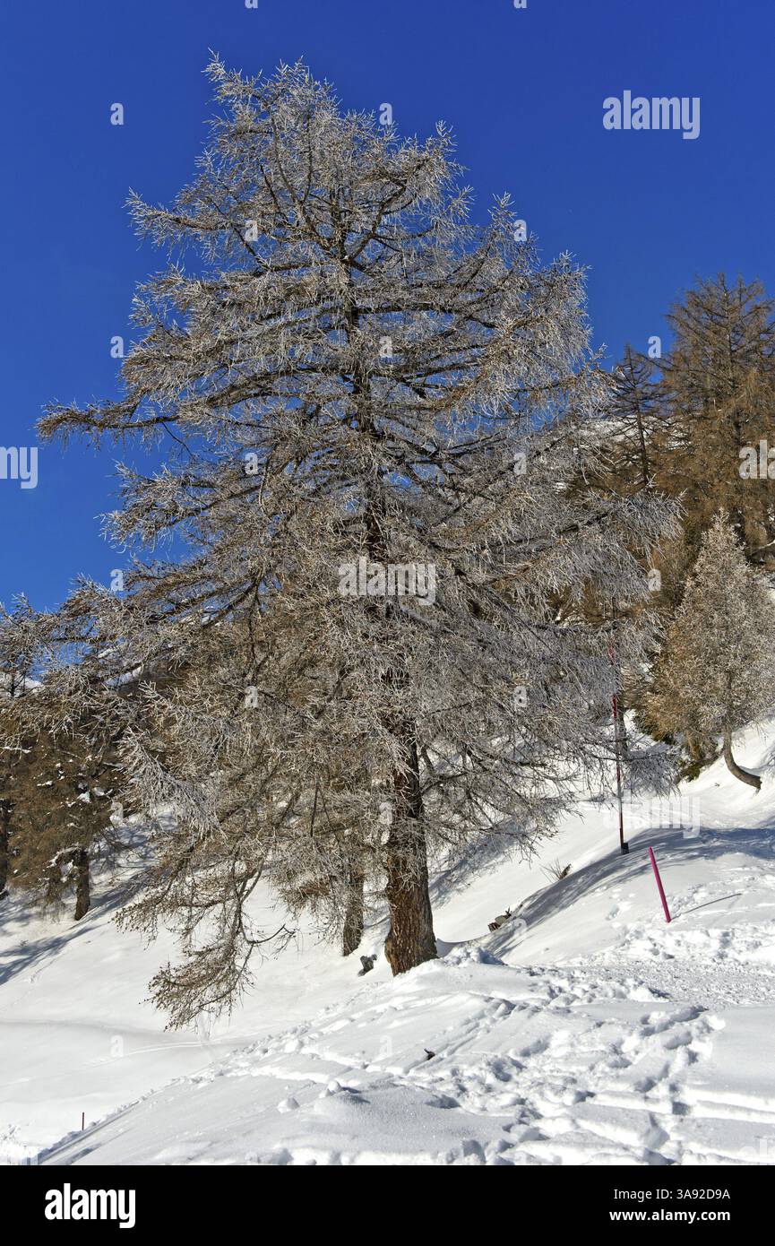 Hoarfrost on larch trees hi-res stock photography and images - Alamy