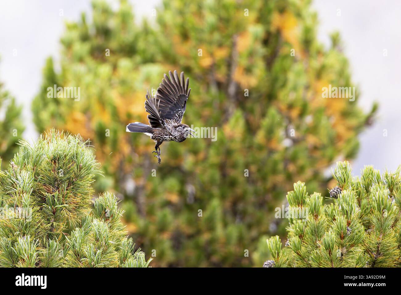 Nutcracker (Nucifraga caryocatactes) flying between the branches of the Swiss stone pine, Aletsch Forest, Valais, Switzerland, Europe Stock Photo