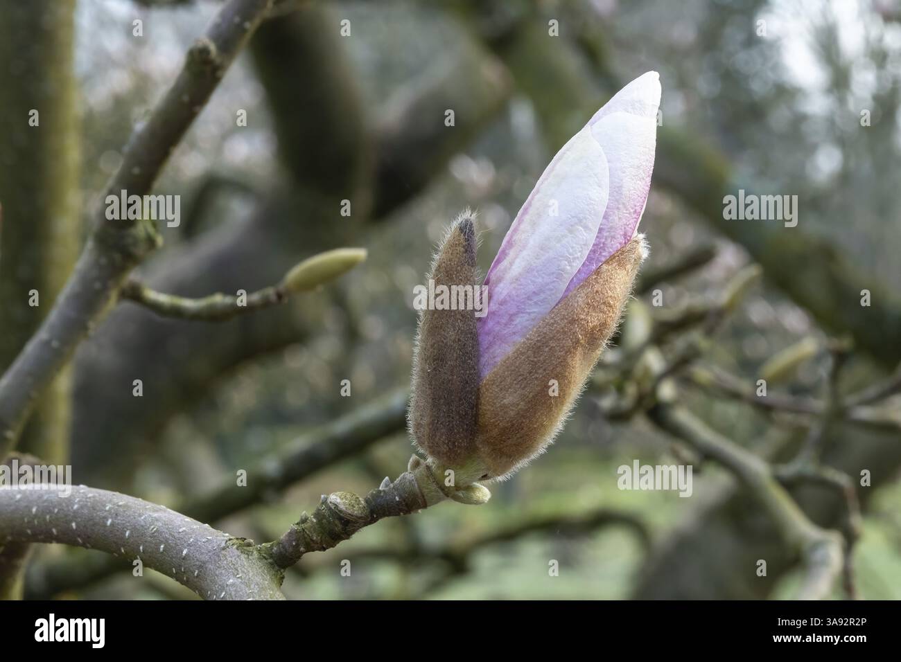 Pink magnolia bud growing on a tree branch on a blurred background ...