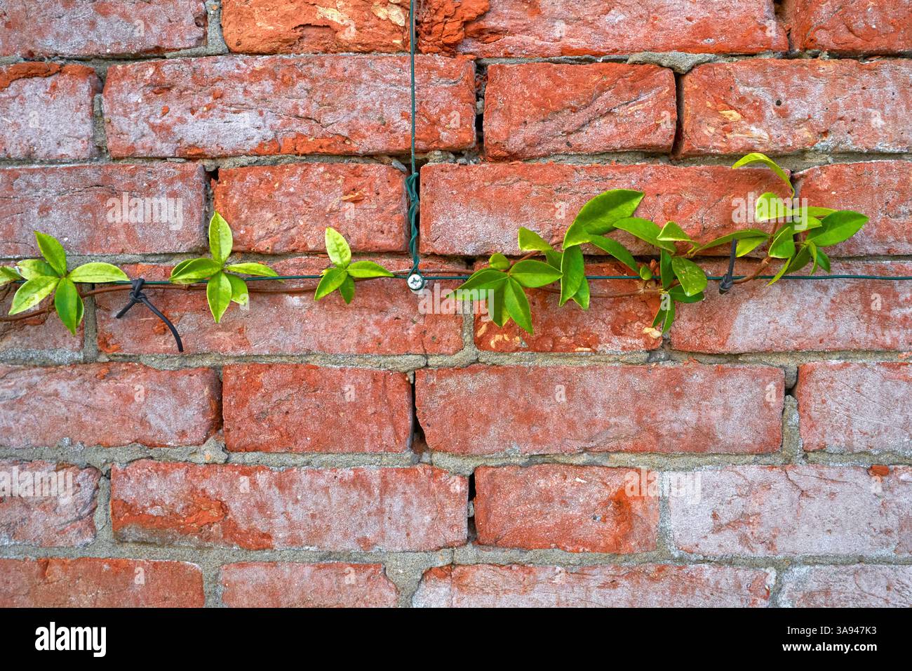 Old red brick background at natural light Stock Photo