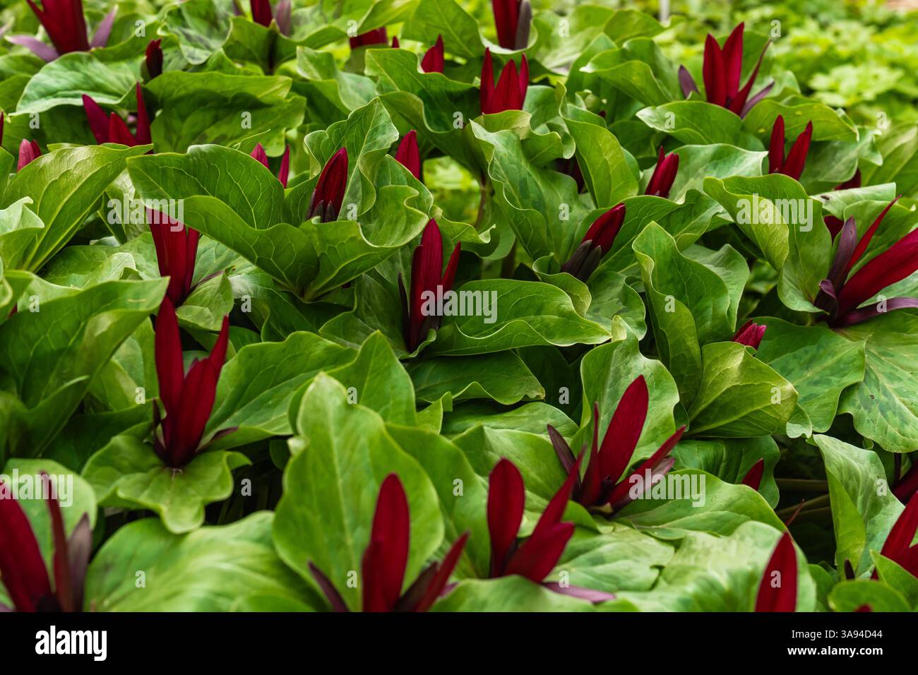 Trillium chloropetalum, also known as giant trillium, giant wakerobin or common trillium Stock Photo