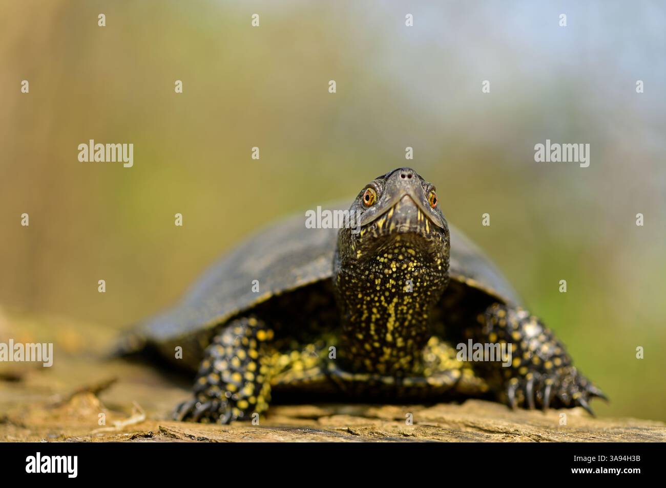 European pond turtle (Emys orbicularis) basking on a sunlit log in a ...