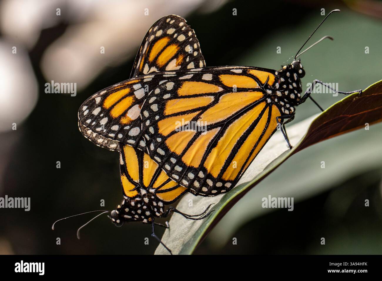 Two Monarch, butterflies, Danaus plexippus, mating Stock Photo