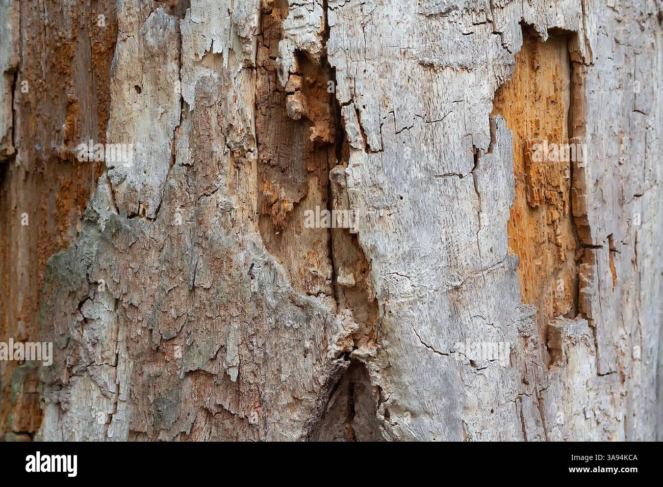 Deep cracks in the old tree. Background and textures Stock Photo - Alamy