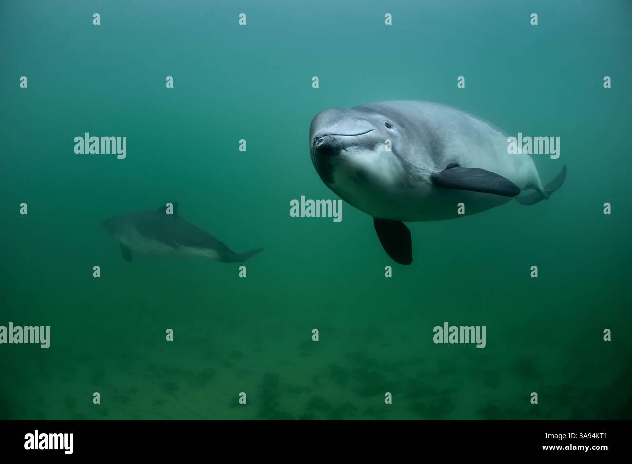 porpoise Denmark coast The Cost of "Hope"