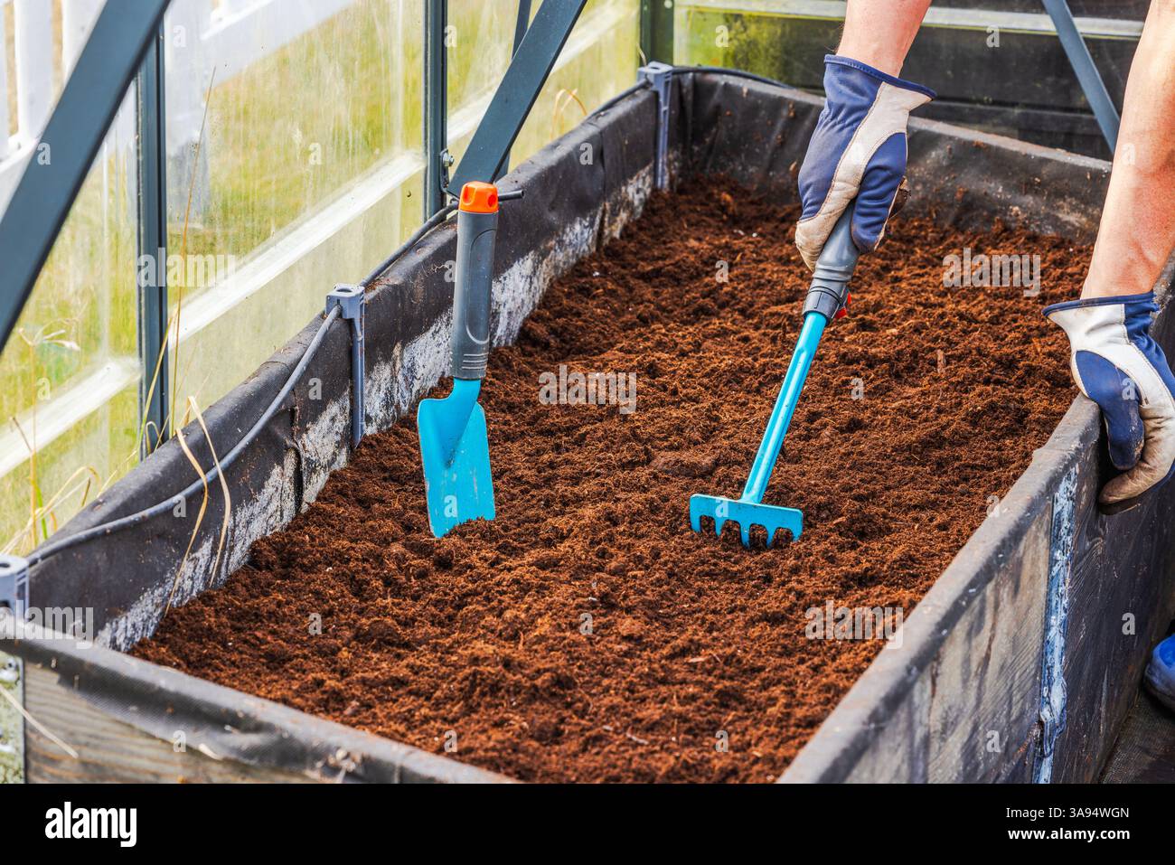 Person loosening prepared soil in greenhouse planting bed using small ...