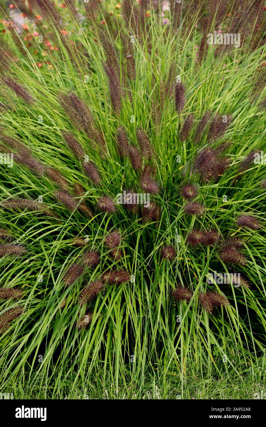 A close-up view of the Chinese Fountain Grass reveals the intricate details of its structure. Stock Photo
