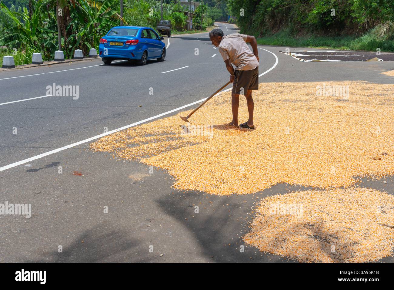 Sri Lanka - September 7 2024; farmer raking his drying maize grain ...