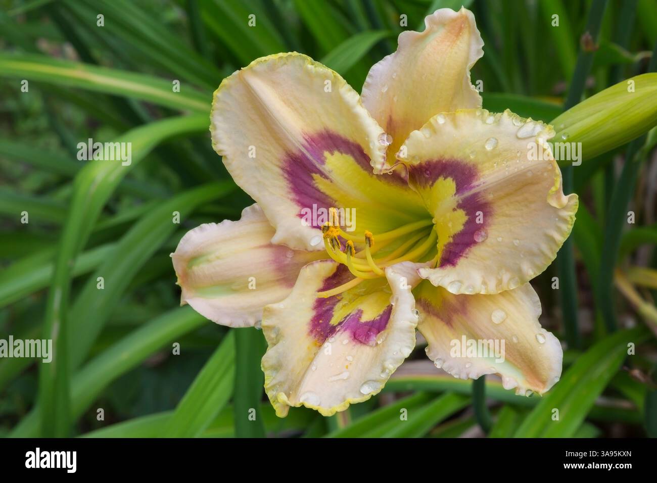 hapet compo Dahlia 'Hapet Compo' | Bestel dahlia's