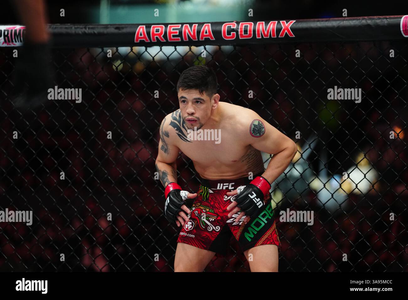 Mexico City, Mexico, United States. 29th Mar, 2025. MEXICO CITY, MEXICO - MARCH 29: Brandon Moreno and Steve Erceg meet in the octagon for a 5-round bout at UFC Fight Night - Moreno vs Erceg at Arena CDMX on March 29, 2025 in Mexico City, Mexico (Photo by Louis Grasse/PxImages) Credit: Px Images/Alamy Live News Stock Photo
