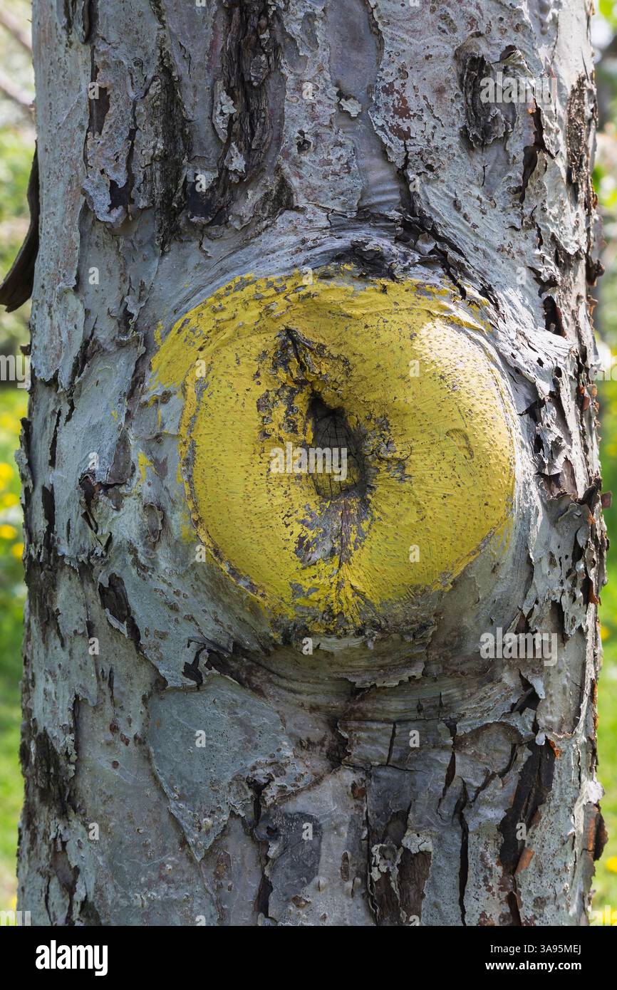 Tree Call Us Tree wound paint hi-res stock photography and images - Alamy