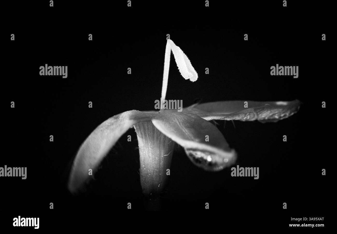 Beautiful macro photo fresh Black and White Stock Photos & Images - Alamy