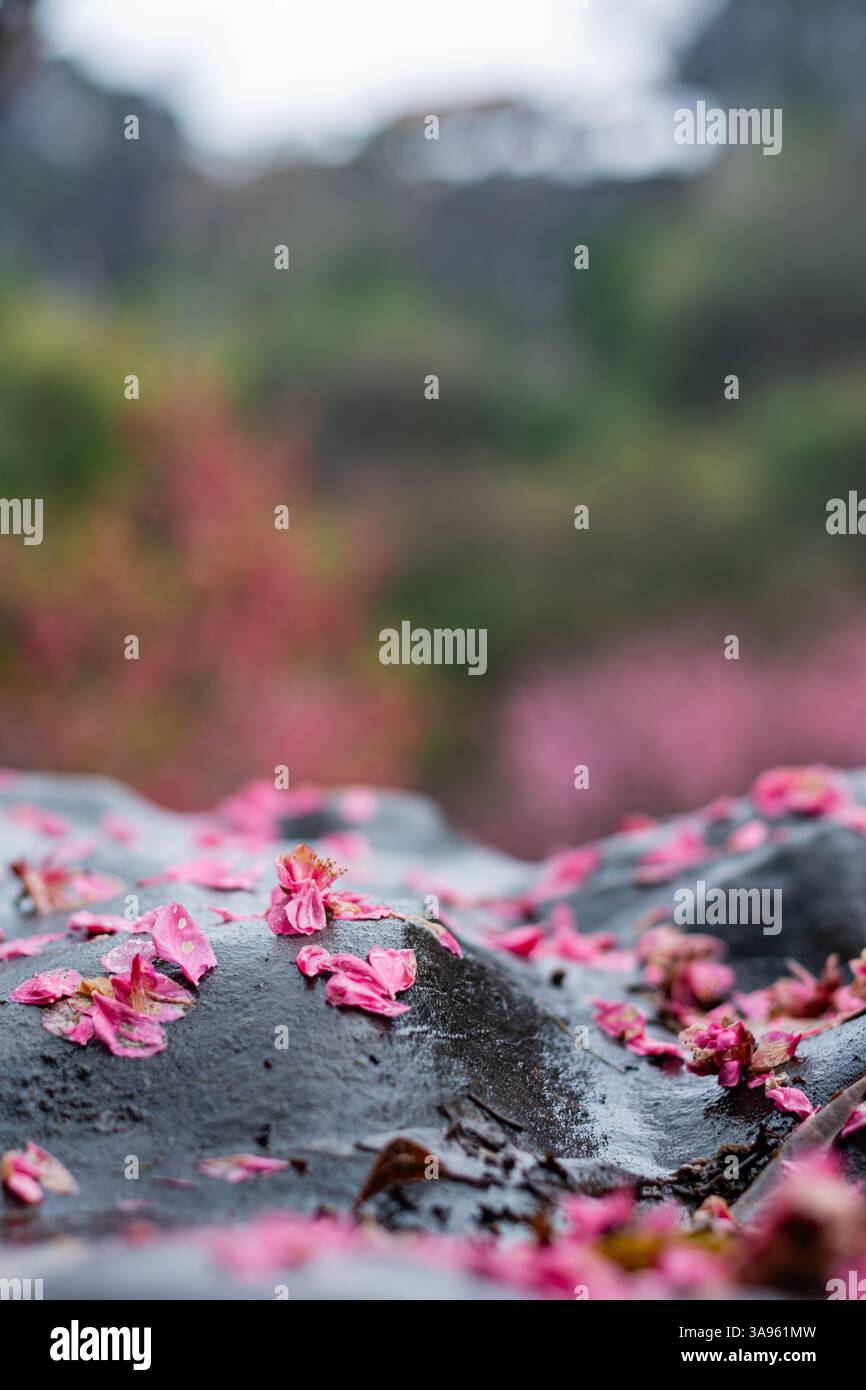 Delicate texture hi-res stock photography and images - Alamy