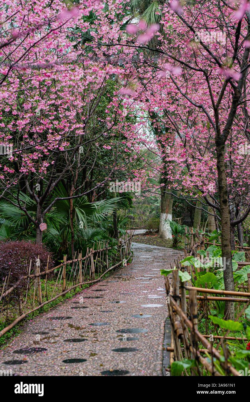 Serene Garden Oasis: Curved Yellow Brick Path Winding Through Vibrant Pink Blooms and Lush Greenery Stock Photo