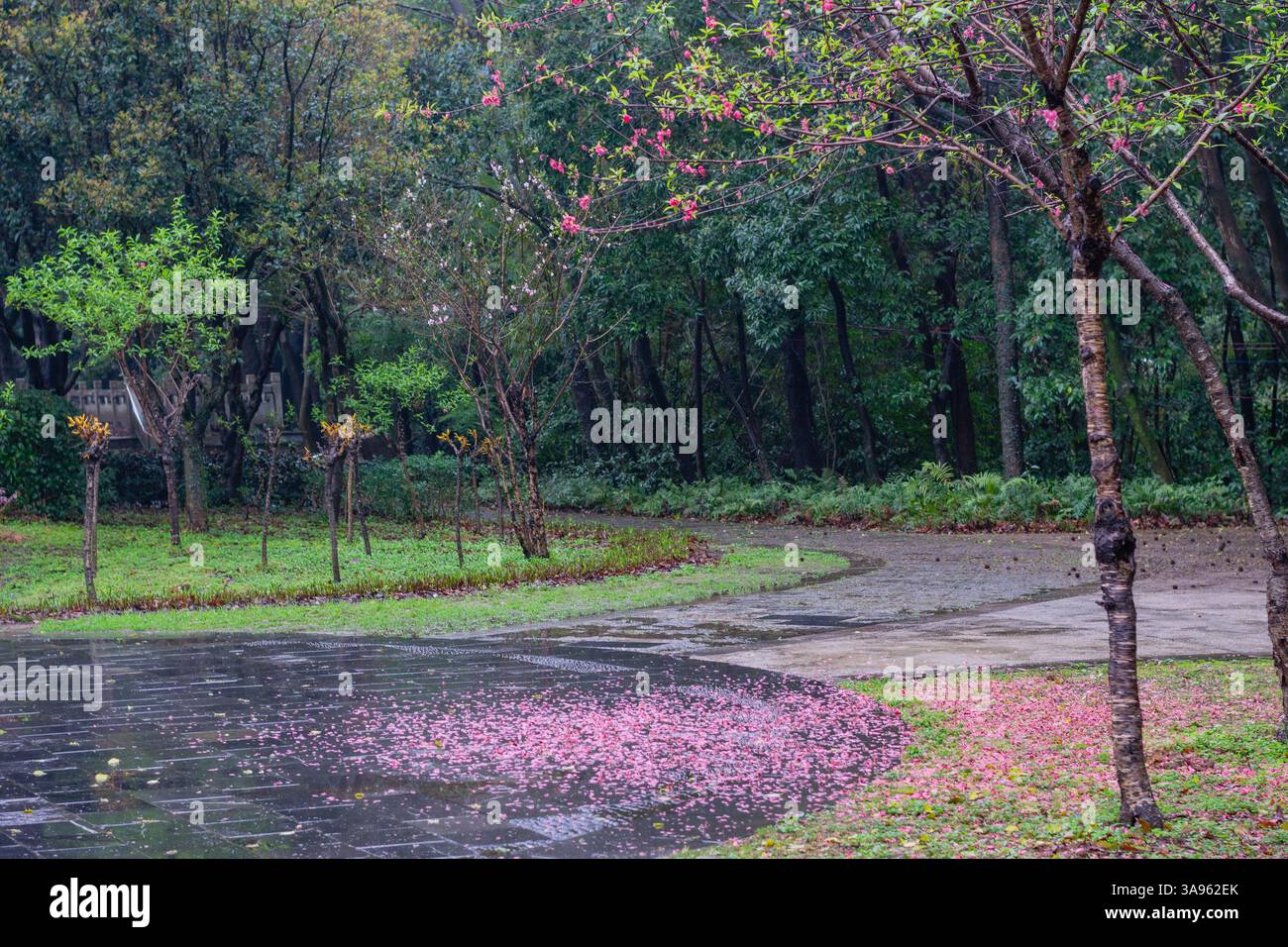After the Spring Shower: A Pink Petal River Flowing Through Emerald ...