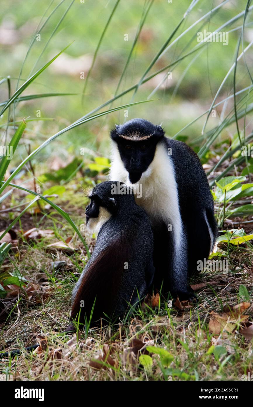 Diana monkey cercopithecus diana diana hi-res stock photography and ...