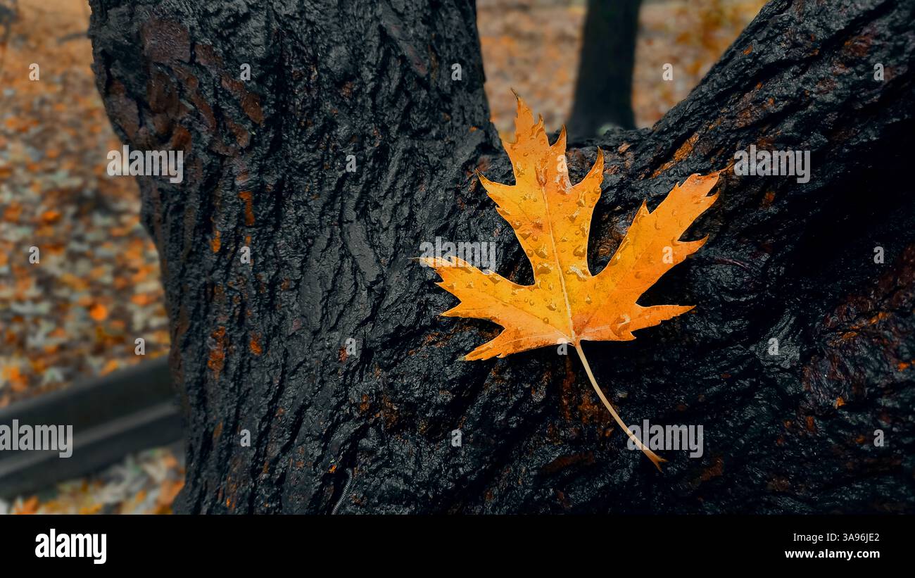 autumn maple leaf on wet tree trunk Stock Photo
