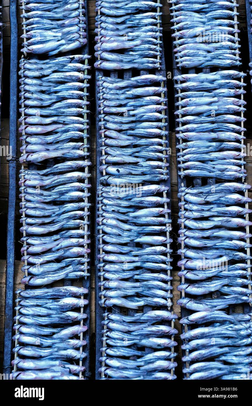 Kleine Fische werden auf Stöckchen aufgespießt und dann auf Gestellen ...