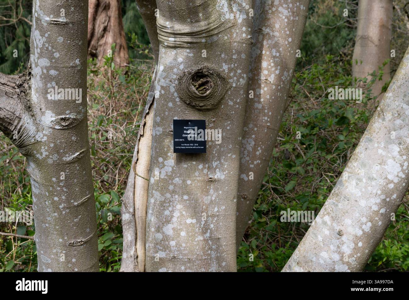Magnolia dawsoniana, trunk and label, at Birmingham Botanical Gardens ...