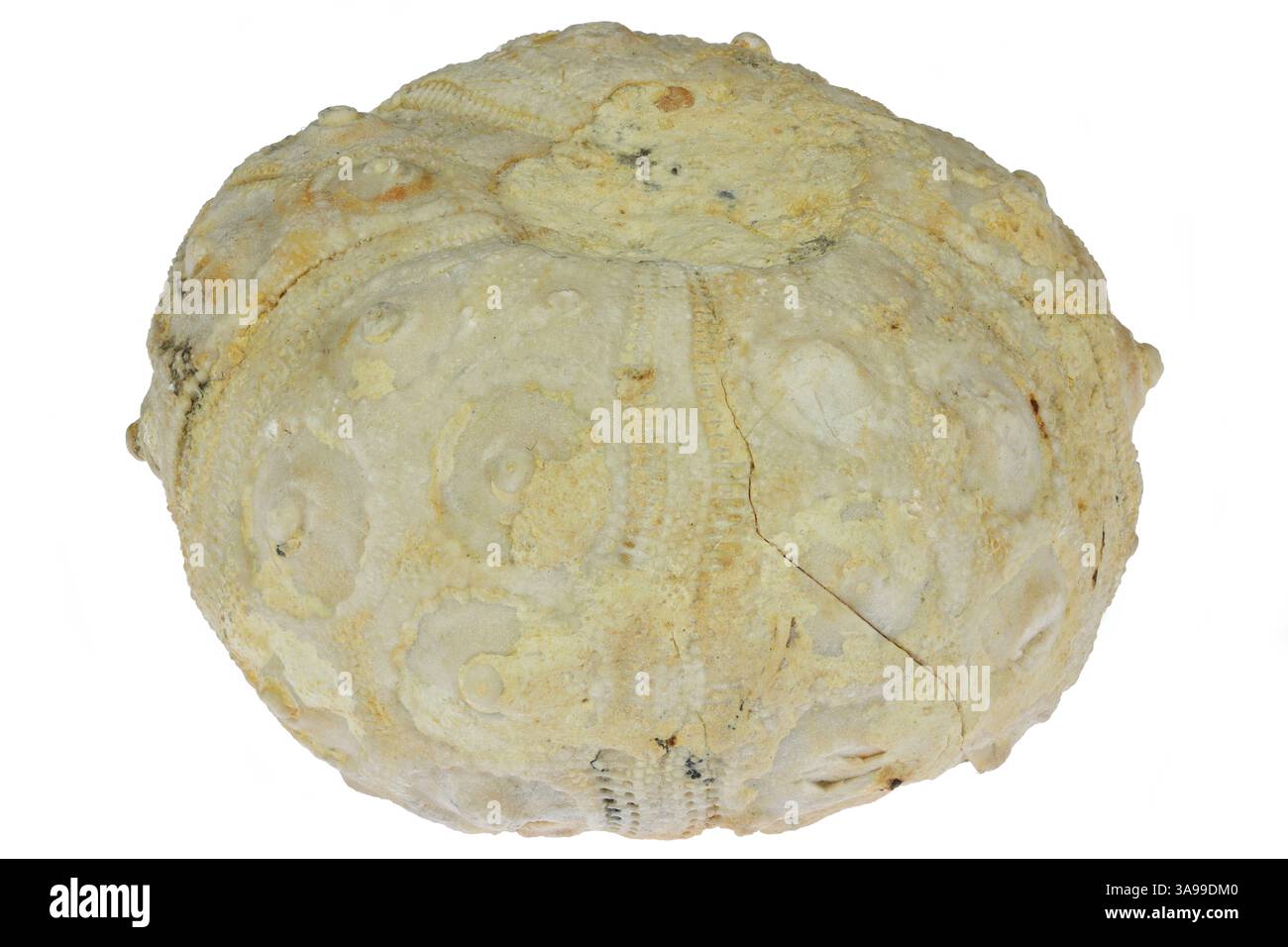 Cidaris cidaris hi-res stock photography and images - Alamy