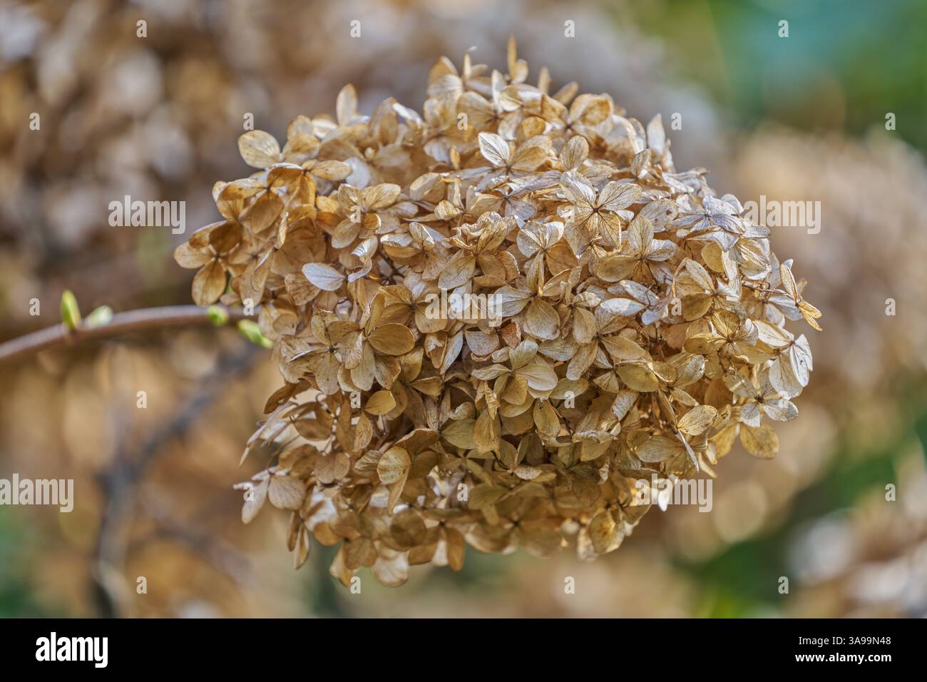 Hydrangea withered dried up blossom close up Stock Photo