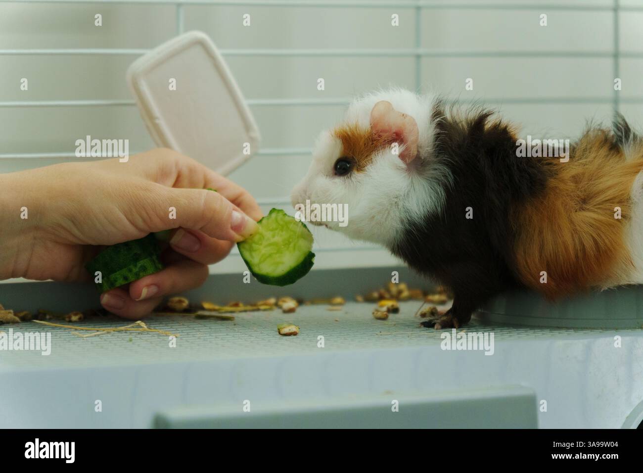 Photo inspiration: Curated Guinea Pig Homemade Cucumber Slices Gallery View 44