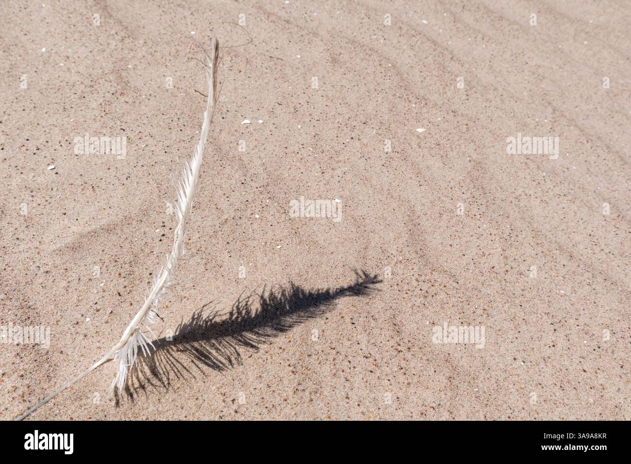a bird feather lying on a sandy surface. Stock Photo