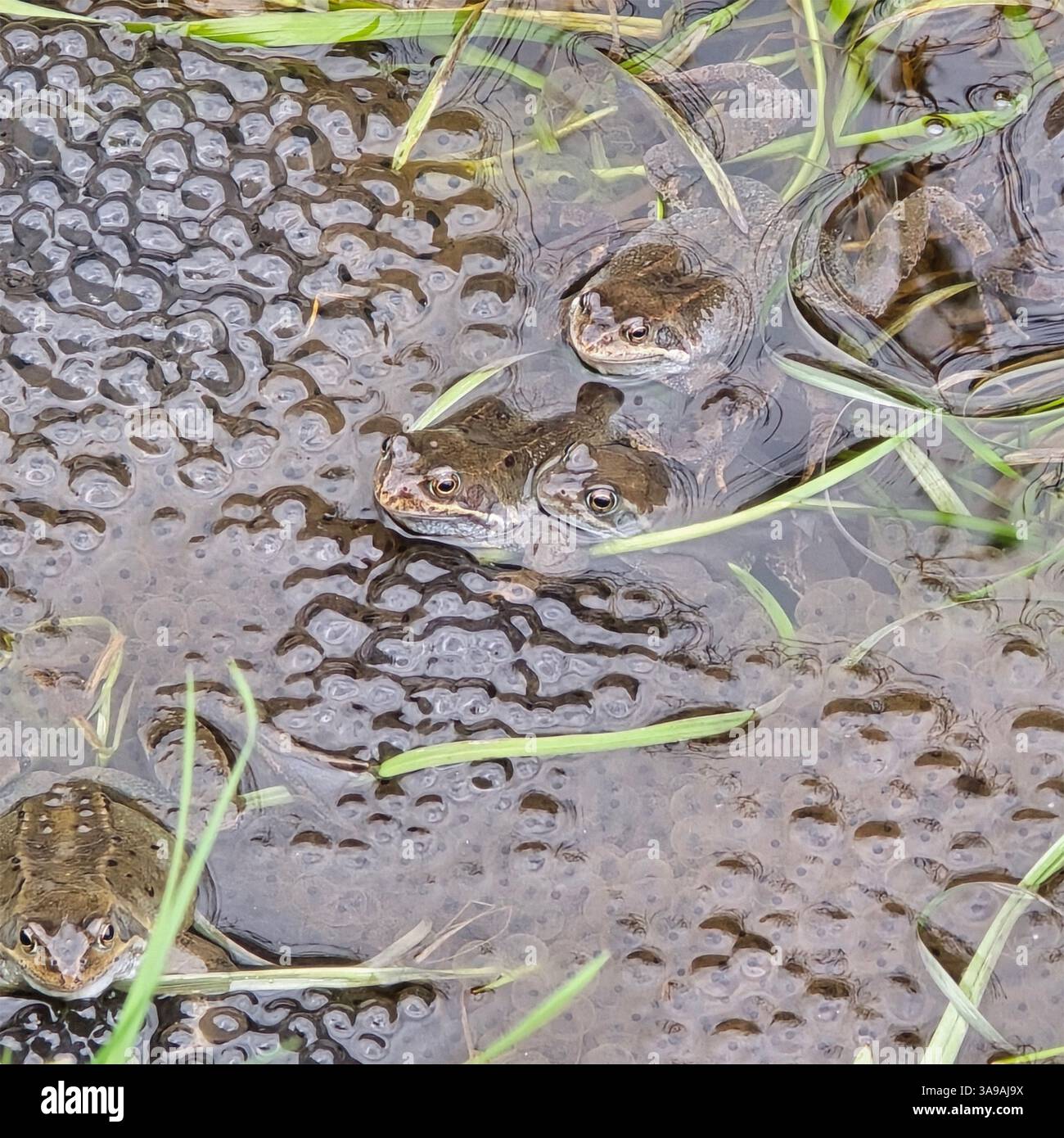 Frogs and frogspawn in Spring in a canal in Slaithwaite, UK Stock Photo ...
