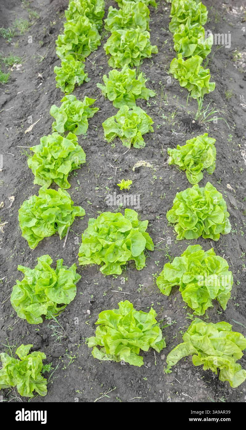 Organic vegetables growing in a polytunnel, selective focus. Stock Photo